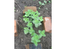 11.07.2015 P7110076.JPG