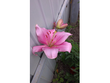 ������ 2015�.