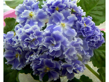 ������� �����.( ����)