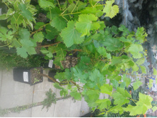 ����� 2015�.