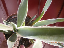 �� �� ����..��� �����)