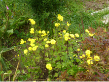 P1040206.JPG ���������� ������ 80�