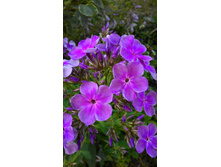 ����� ����������.jpg