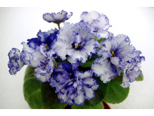 ��- ���������� �������� ( ����)