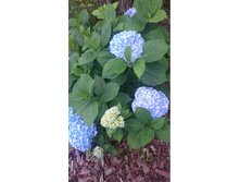 55c26b39a7552 dsc0074.jpg