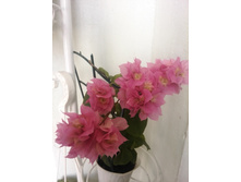 IMG 20150808 082759.jpg