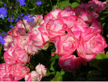 Fischers Appleblossom