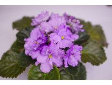 ������ ����������