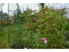 ������� ������ ������ ��� ����� (������ "�����" ��������)