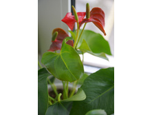 Picolo ������ �������� ������ �������� ����� �����