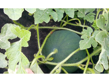 IMG 20150801 110009.jpg