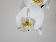 Orchid-19-1378682.jpg