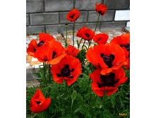 ��� ��������� 120