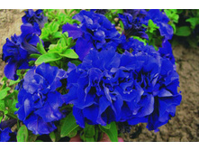 ������� ���������������,�������� ���� ������ F-1 ���.