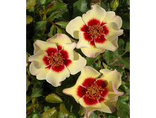 Pastel Babylon 9,25.jpg