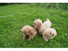 ���� ������� ��������