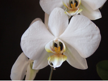Orchid-series2-10-1376963.jpg