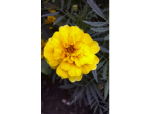 ������ 2015�.