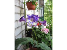 ������������� DS-������