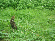 11.07.2015 P7110091.JPG