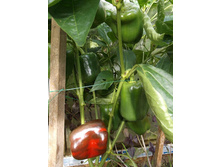 ����� ��������