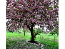 Tree-in-full-blossom-1373335.jpg