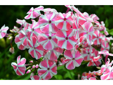 ���������� �����