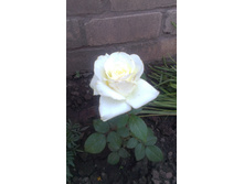 ���� 2015�.