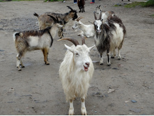 ���������� ����.