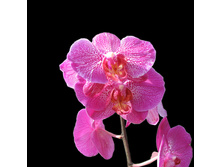 Orhcid-with-black-423716.jpg