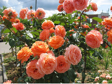 ��������� (��) (���)?