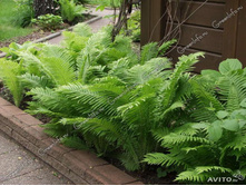 ��������� ������������ 100