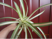 ��������,����� �������