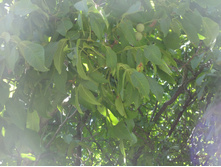 ������� ������� ����. �� ���� ����� ������� ������� �����