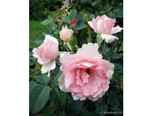 You're Beautiful.jpg