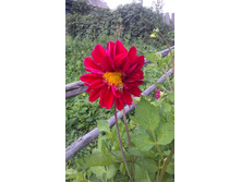 ������ 2015�.