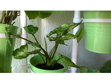 ��������� Godzilla