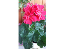 Brookside Flamenco�