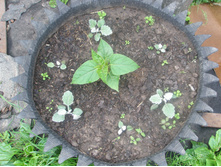 11.07.2015 P7110066.JPG