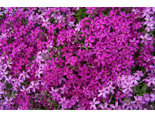 ����� ����������