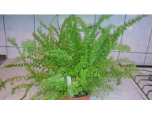 ���������� ���������� Green Fantasy- ������ �������� �������� ....