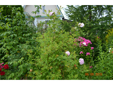 ������� ������ ��������