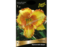 �������� ���������� ����.jpg