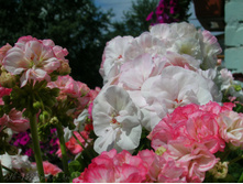 DSCN2075.JPG