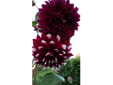 №15 ���� �� �����.jpg