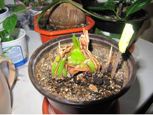 ��������� �������� ������������ ���� �����.