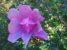Magnolia-campbellii-1377474.jpg