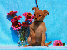 �.� �������