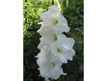 ����� ���������