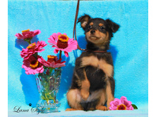 �.� �������